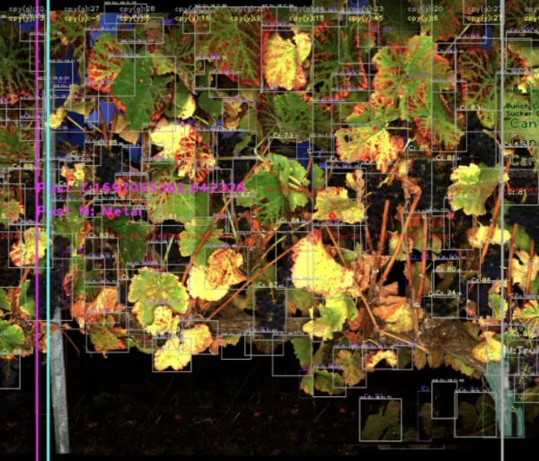 On-device computer vision detecting leaves, bunches, and disease markers in a vineyard row